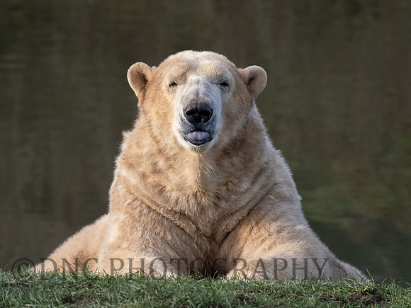 Polar Bear .