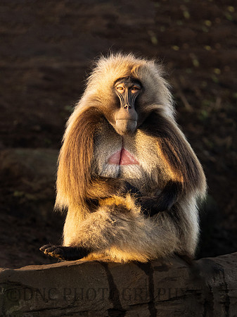 Gelada Monkey .3