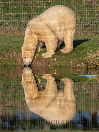 Polar Bear .3