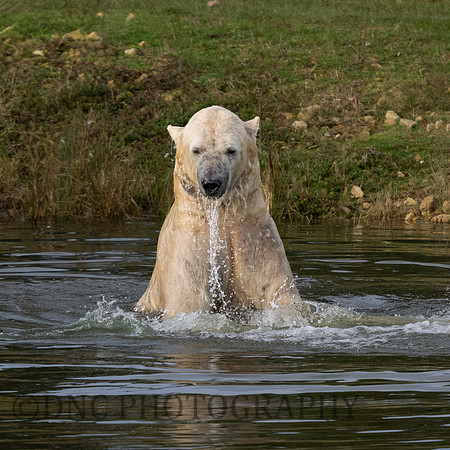Polar Bear .4