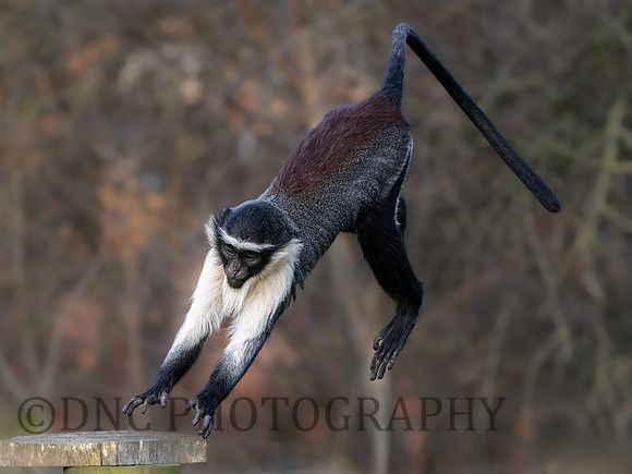 Roloway Monkey .1