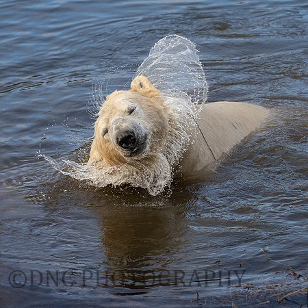 Polar Bear .5