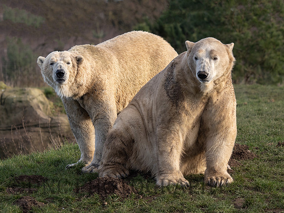 Polar Bear .6