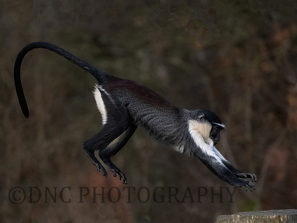 Roloway Monkey .3
