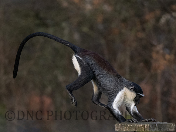 Roloway Monkey .4