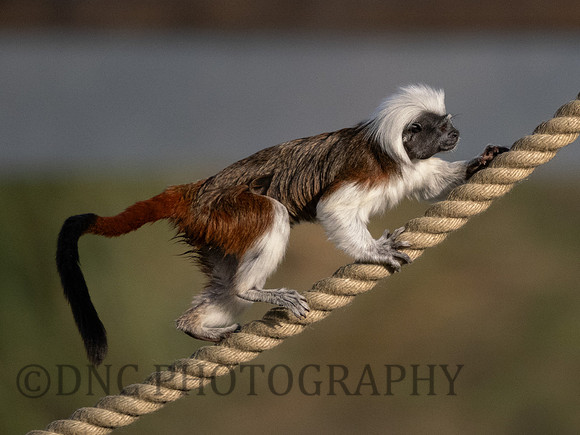 Cotton Top Tamarin .1