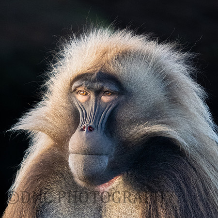 Gelada Monkey .1