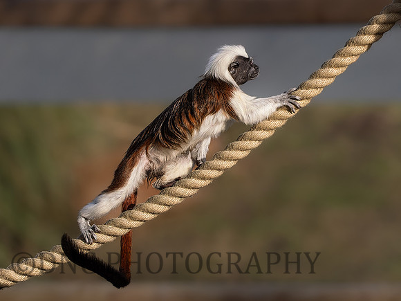 Cotton Top Tamarin .5