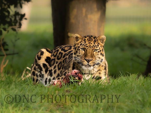 Amur Leopard 'Drake'
