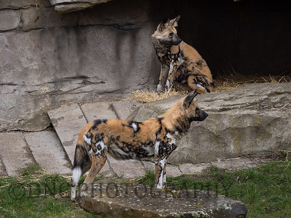 Painted Dog