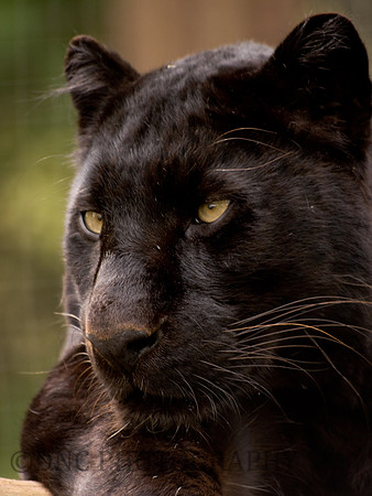 Black Panther