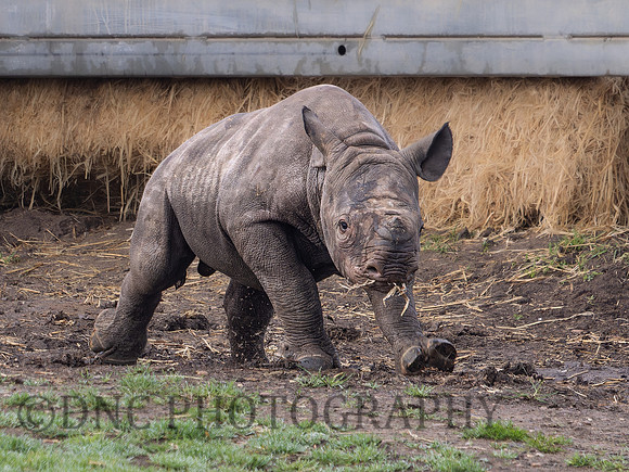 Rhino Calf .1