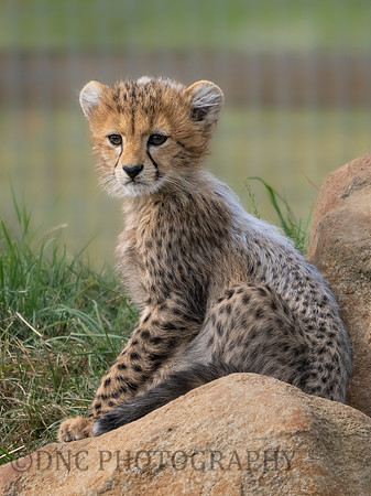 Cheetah Cub .2