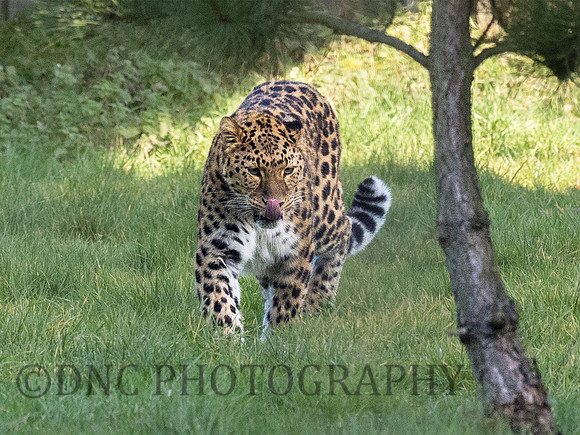 Amur Leopard Kristen
