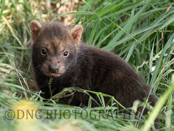 Bush dog pup .1