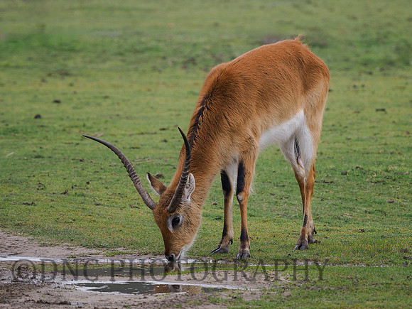Male Lechwe .1