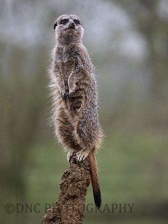 Meerkat .1
