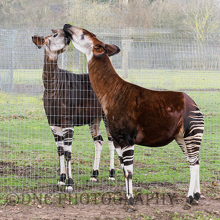 Okapi .1