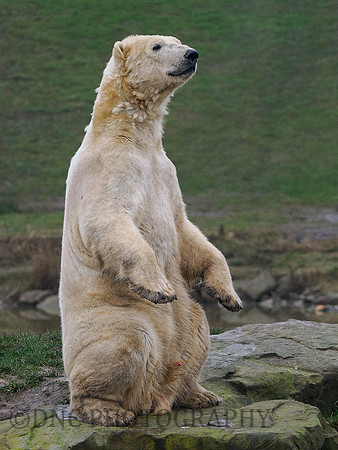Polar Bear .1