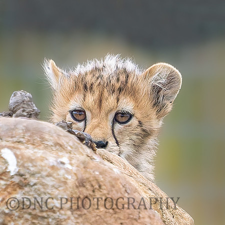 Cheetah Cub .1