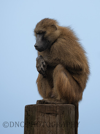 Baboon .1