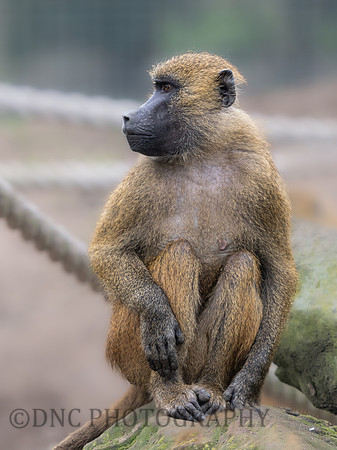 Baboon .2