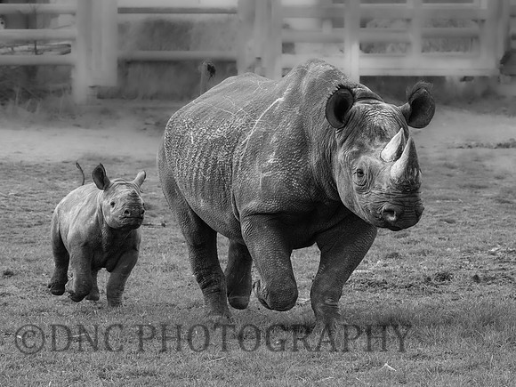 Najuma & Rocco .2m