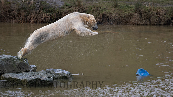 Polar Bear .1