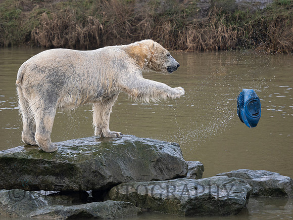 Polar Bear .2