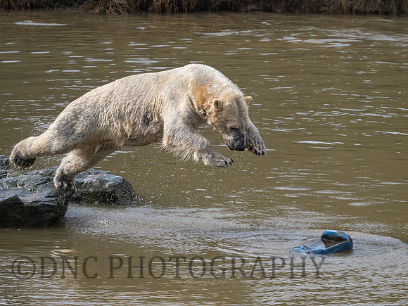 Polar Bear .3