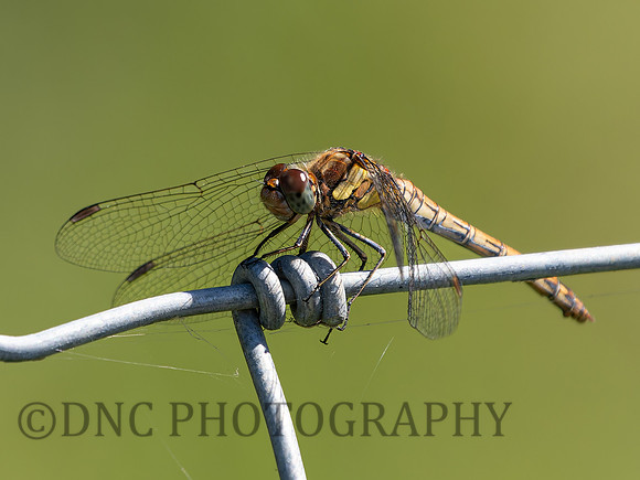 Common Darter .1