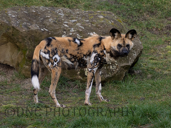 Painted Dog