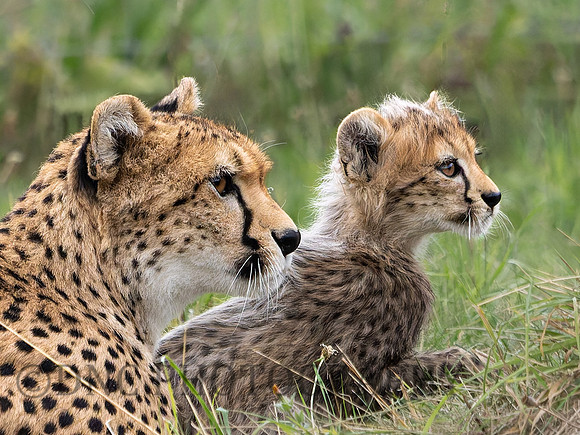Darcy & Cub .1