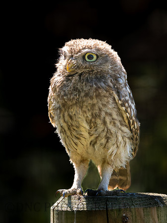 Little Owl .2