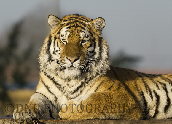 Young Male Tiger