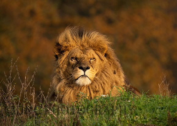 African Lion