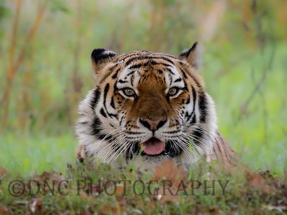 Amur Tiger