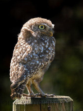 Little Owl .3