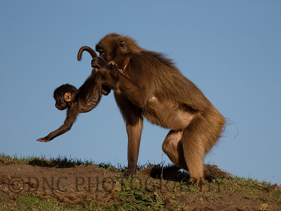Gelada Monkey mother and Infant