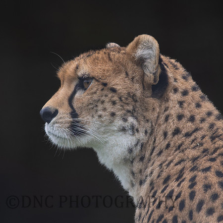 Cheetah Darcy .1