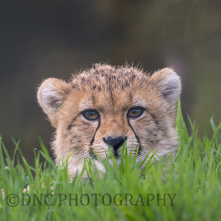 Cheetah Cub .2