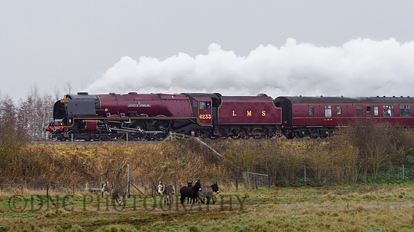 LMS 6233 Duchess of Sutherland, The Christmas White Rose 18th December 2021 Park Drain