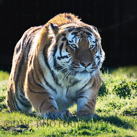 Amur Tiger 'Altai'
