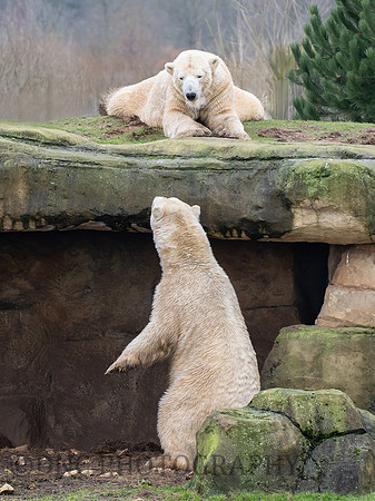 Polar Bears .1