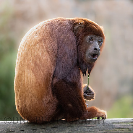 Red Howler Monkey