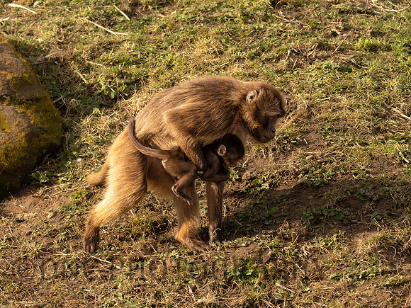 Gelada Monkey mother and Infant