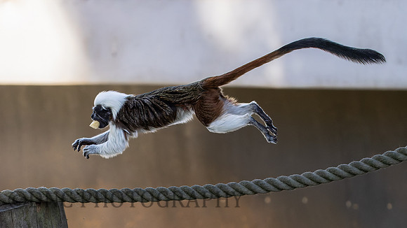 Cotton Top Tamarin .1
