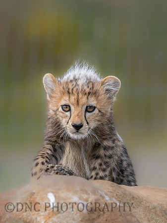 Cheetah Cub .1
