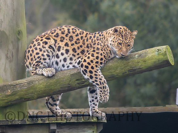 Amur Leopard Kristen .1