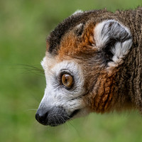 Crowned Lemur